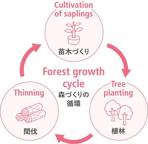 Forest growth cycle