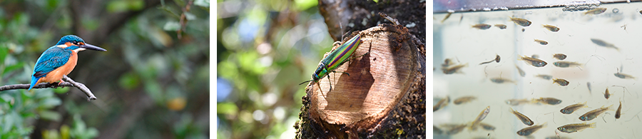 Kingfisher (left), jewel beetle (center), Japanese killifish (right)