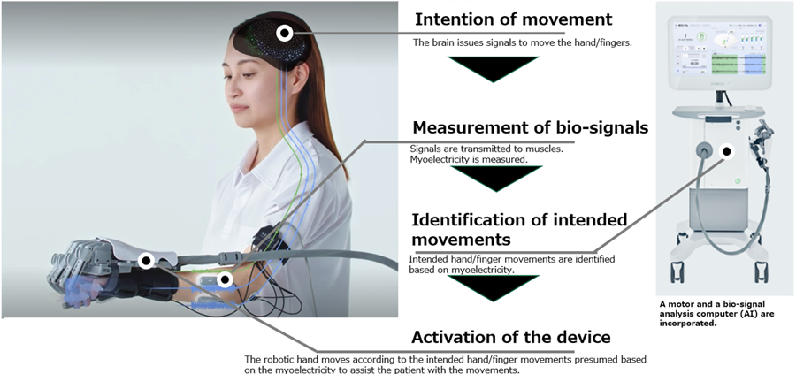 Intention of movement
                The brain issues signals to move the hand/fingers. → Measurement of bio-signals Signals are transmitted to muscles. Myoelectricity is measured. → Identification of intended movements Intended hand/finger movements are identified based on myoelectricity. → Activation of the device The robotic hand moves according to the intended hand/finger movements presumed based on the myoelectricity to assist the patient with the movements. A motor and a bio-signal analysis computer (AI) are incorporated.