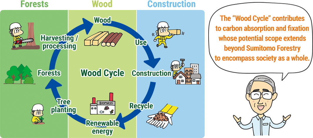 The “Wood Cycle” contributes to carbon absorption and fixation whose potential scope extends beyond Sumitomo Forestry to encompass society as a whole.