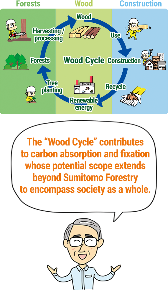The “Wood Cycle” contributes to carbon absorption and fixation whose potential scope extends beyond Sumitomo Forestry to encompass society as a whole.