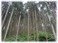 宮崎県椎葉の美林