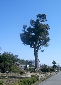 Teigo Iba生家跡（近江八幡西宿）