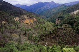 現在の別子銅山跡　植林後