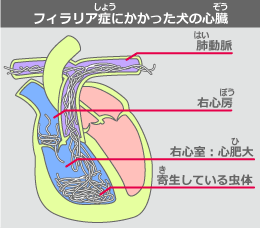 フィラリア症にかかった犬の心臓