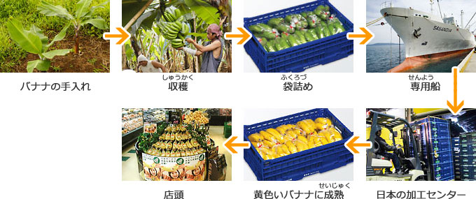 バナナの手入れ→収穫(しゅうかく)→袋詰(ふくろづ)め→専用(せんよう)船→日本の加工センター→黄色いバナナに成熟(せいじゅく)→店頭