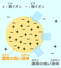 高吸水性樹脂（こうきゅうすいせいじゅし）は浸透圧（しんとうあつ）で水を吸収する